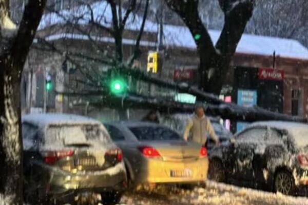 U Ulici Svetozara Markovića je tek veselo: Sneg zavejao, stablo se obrušilo na krov automobila! (FOTO)