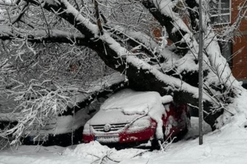 Evo kako da naplatite štetu ako vam stablo padne na automobil: Jednu stvar odmah morate da uradite