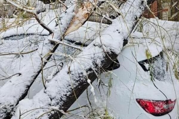 Drvo se i u ovom delu Beograda obrušilo na automobil: Nova epizoda snežnog haosa se nastavlja (FOTO)