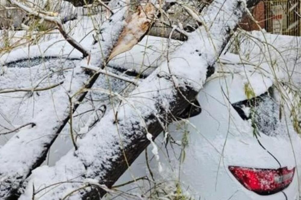 Drvo se i u ovom delu Beograda obrušilo na automobil: Nova epizoda snežnog haosa se nastavlja (FOTO)