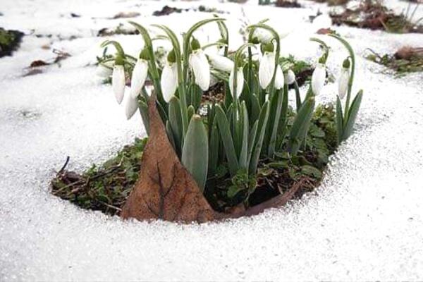 Prvi vesnici proleća, zima neće još dugo trajati? Stigla lepa slika iz Topole (FOTO)